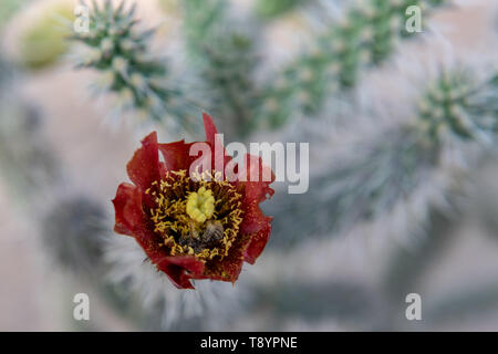 Cane Cholla (Cylindropuntia spinosior) in voller Blüte in Tucson, Arizona, USA Stockfoto