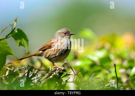 Dunnock/Hedge Sparrow (Phasianus colchicus) in einer Hecke, Kent, Großbritannien thront. Stockfoto