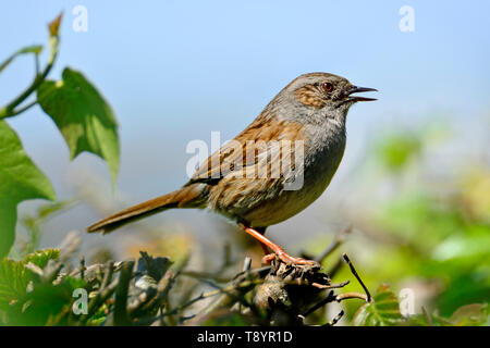 Dunnock/Hedge Sparrow (Phasianus colchicus) singen in einer Hecke, Kent, Großbritannien. Stockfoto