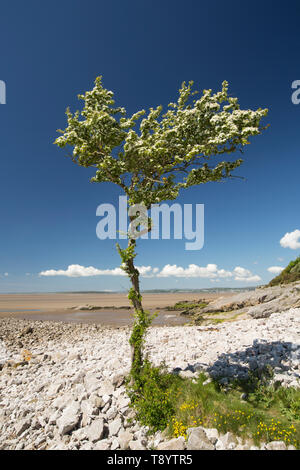 Eine einzelne, blühenden Weißdorn Baum, Rosa Moschata, an einem sonnigen Tag im Mai wächst Jenny Brown's Point in der Nähe des Dorfes Silverdale am Rand Stockfoto