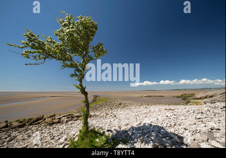 Eine einzelne, blühenden Weißdorn Baum, Rosa Moschata, an einem sonnigen Tag im Mai wächst Jenny Brown's Point in der Nähe des Dorfes Silverdale am Rand Stockfoto