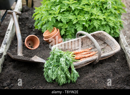 Frisch gegraben Karotten in einer Gemeinschaft Garten in Bristol UK Stockfoto