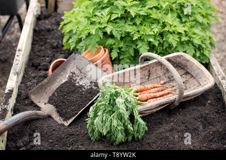 Frisch gegraben Karotten in einer Gemeinschaft Garten in Bristol UK Stockfoto