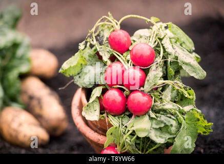 Frisch Radieschen im Garten in Bristol UK abgeholt Stockfoto