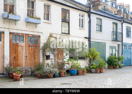 Kleine Bäume und Sträucher in den Behältern außerhalb Häuser in Cranley Mews, South Kensington, London. England Stockfoto