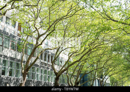 Platanus acerifolia. London Platanen außerhalb Skempton Gebäude, Imperial College, South Kensington, London Stockfoto