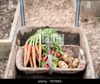 Frisch gepflückte Radieschen, Karotten und Kartoffeln in einer Gemeinschaft Garten in Bristol UK Stockfoto
