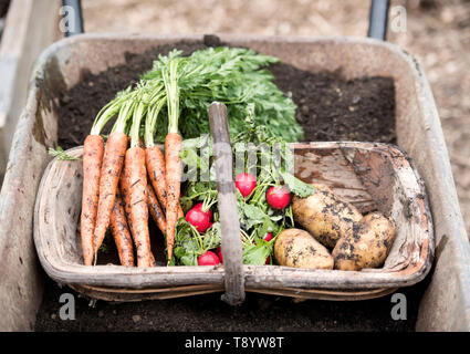 Frisch gepflückte Radieschen, Karotten und Kartoffeln in einer Gemeinschaft Garten in Bristol UK Stockfoto