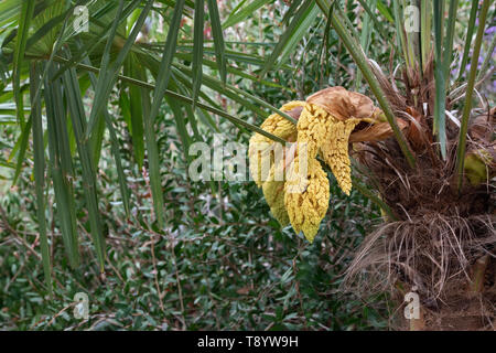 Trachycarpus Poppy. Chusan Palm Tree beginn Blüte im Frühjahr. Großbritannien Stockfoto