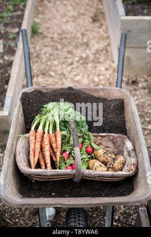 Frisch gepflückte Radieschen, Karotten und Kartoffeln in einer Gemeinschaft Garten in Bristol UK Stockfoto