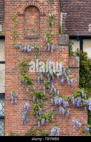 Blühende Wisteria sinensis auf der Wand des Labor an der RHS Wisley Gardens, Surrey fruchtbar, England Stockfoto