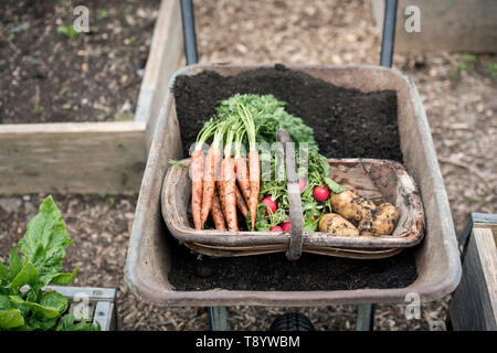 Frisch gepflückte Radieschen, Karotten und Kartoffeln in einer Gemeinschaft Garten in Bristol UK Stockfoto