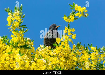 Starling, Wissenschaftlicher Name: Sturnus Vulgaris. Im Goldregen Baum mit leuchtend gelben Blumen thront. Sauber und blauer Himmel. Nach rechts. Landschaft Stockfoto