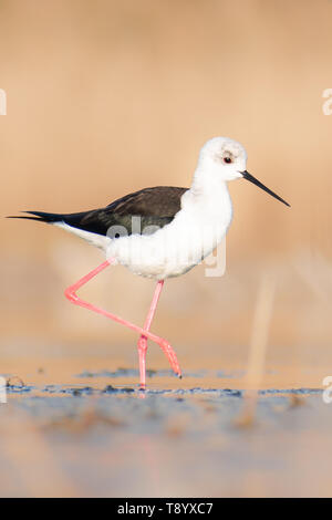 Schwarz - geflügelte Stelzenläufer (Himantopus himantopus), wunderschönen Vogel wandern in flachem Wasser im Morgenlicht. Der Tschechischen Republik Stockfoto