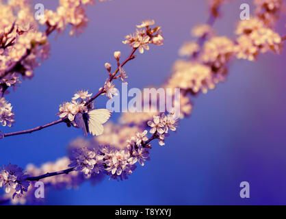 Kleinen Weißen ein Schmetterling sitzt auf Branchen mit flauschigen duftende Blüten und Knospen Busch Blüte im Mai warmen Sonnenschein th Garten flieder Farben Dawn Stockfoto