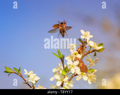 Große Insekten können Käfer krabbeln und Fliegen ihre Flügel aus von einem schönen Zweig der blühenden Kirschbaum im Garten einen Hintergrund von Blue Sky Stockfoto