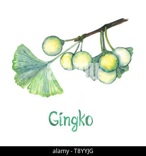 Ginkgo (Ginkgo biloba oder maidenhair Tree) Blatt und Saatgut, Handgemalten Aquarell Abbildung isoliert auf weißem Stockfoto