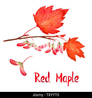 Red maple Ast mit Blätter und Samen, Handgemalten Aquarell Bild mit Beschriftung isoliert auf weißem Stockfoto