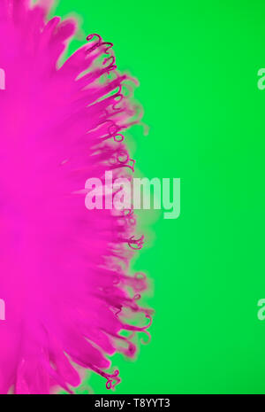 Vertikale natürlichen Hintergrund mit einem halben Kreis hell rosa Frühjahr sonnig Löwenzahn Blume Nahaufnahme bedeckt mit Honig pollen wächst im Frühjahr klar Sunn Stockfoto