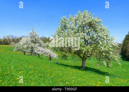 Blühende Obstbäume auf einer geneigten Blumenwiese Stockfoto