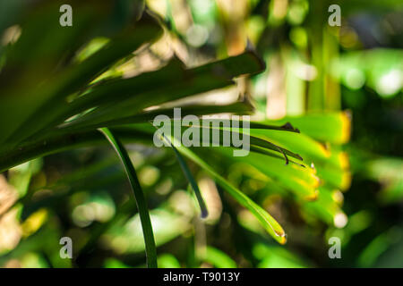 Palm Leaf. Muster und Texturen aus Palmblättern. Makro. Stockfoto