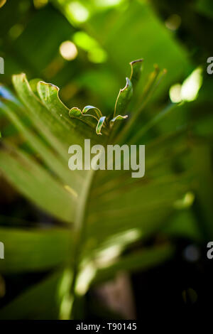 Palm Leaf. Muster und Texturen aus Palmblättern. Makro. Stockfoto