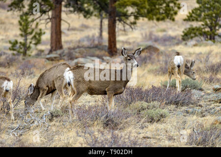 Feder Rotwild-A mule deer standing alarmiert und Beobachten in einem Pinienwald. Der frühe Frühling im Rocky Mountain National Park, Colorado, USA. Stockfoto