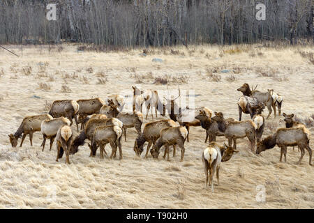 Feder Elk - eine große Herde von Elk ruhen und Beweidung auf ein trockenes Gras Feld. Der frühe Frühling im Rocky Mountain National Park, Colorado, USA. Stockfoto