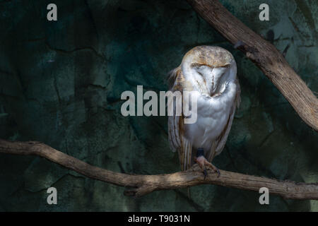 Schleiereule (Tyto alba) sitzen auf einer Stange Stockfoto