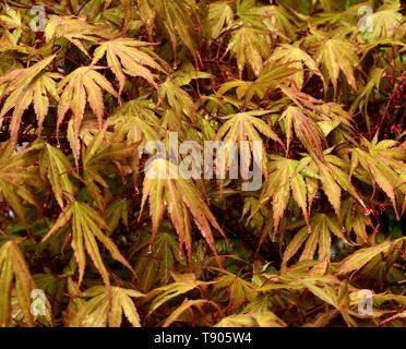 Die Blätter der Acer palmatum Chitoseyama nach einem Regenschauer. Stockfoto