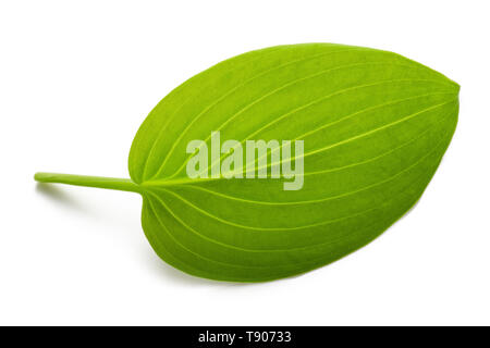 Hosta longipes Blatt auf weißem Hintergrund Stockfoto