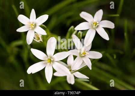 Weiß Gras Lily (Ornithogalum umbellatum) Blumen auf grünem Hintergrund verschwommen Stockfoto