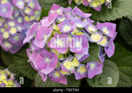 Hydrangea Pflanze mit Blüten und Blätter Stockfoto