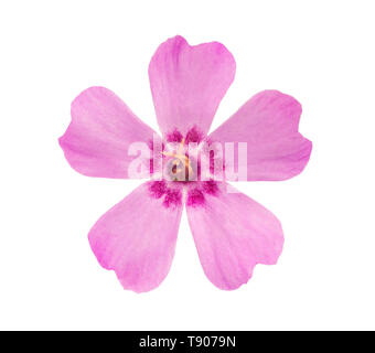 Kriechenden Phlox (Phlox subulata) auf weißem Hintergrund Stockfoto