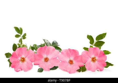 Dog rose Blumen auf weißem Hintergrund Stockfoto