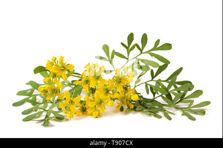 Kraut der Gnade Blumen isoliert auf weißem Stockfoto