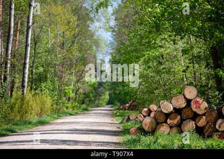 Stapel von Frisch unten geschnitten Baumstämme liegen in der sonnigen frischen grünen Frühling Wald neben einer Schotterstraße Stockfoto