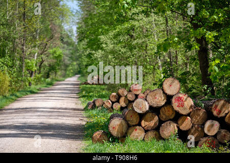 Stapel von Frisch unten geschnitten Baumstämme liegen in der sonnigen frischen grünen Frühling Wald neben einer Schotterstraße Stockfoto