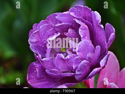 Lila Tulpe nach regen Stockfoto