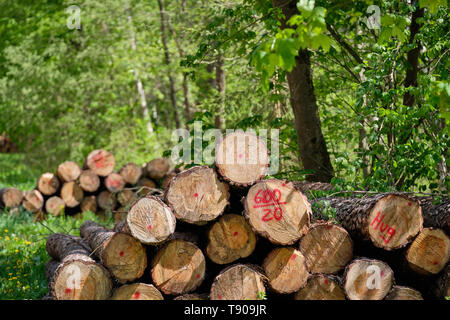 Stapel von Frisch unten geschnitten Baumstämme liegen in der sonnigen frischen grünen Frühling Wald neben einer Schotterstraße Stockfoto
