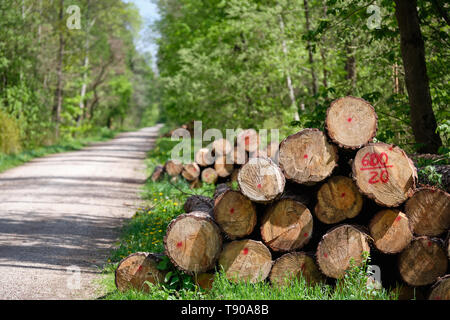 Stapel von Frisch unten geschnitten Baumstämme liegen in der sonnigen frischen grünen Frühling Wald neben einer Schotterstraße Stockfoto