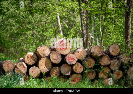 Stapel von Frisch unten geschnitten Baumstämme liegen in der sonnigen frischen grünen Frühling Wald Stockfoto