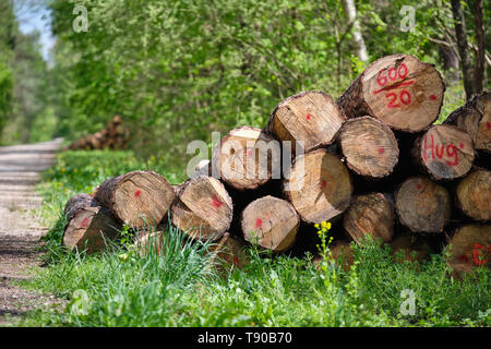 Stapel von Frisch unten geschnitten Baumstämme liegen in der sonnigen frischen grünen Frühling Wald neben einer Schotterstraße Stockfoto