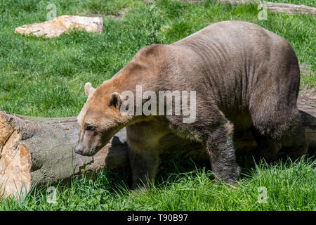 Eisbär - Braunbär Hybrid/Polar Bear - grizzly Bär Hybrid auch als grolar Bär/Bär/pizzly nanulak, seltene ursid Hybrid Stockfoto