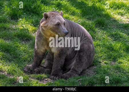 Eisbär - Braunbär Hybrid/Polar Bear - grizzly Bär Hybrid auch als grolar Bär/Bär/pizzly nanulak, seltene ursid Hybrid Stockfoto