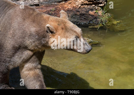 Eisbär - Braunbär Hybrid/Polar Bear - grizzly Bär Hybrid auch als grolar Bär/Bär/pizzly nanulak, seltene ursid Hybrid Stockfoto