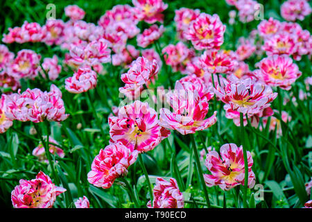 Rosa Tulpen im Beet, Frühling im Garten, Blumen Stockfoto
