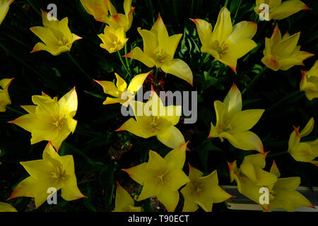 Leuchtend bunte Tulpen Bett im Frühling, Hausgärten,, von oben nach unten anzeigen Stockfoto