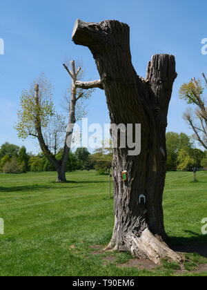 Baum der Türen Stockfoto