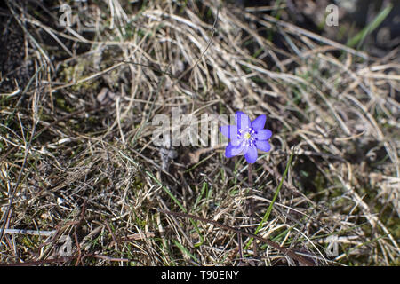 Blau springflower Leberblümchen in alten Heu Gras im April. Stockfoto